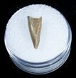 Raptor Tooth - Two Medicine Formation #3847-1